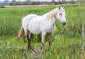 Image showing white arabian horses