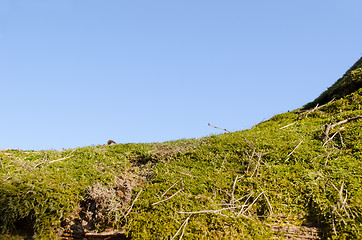 Image showing closeup mossy tree trunk blue sky background 