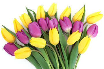 Image showing Tulip Flower Beauty