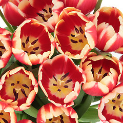 Image showing Tulip Beauty