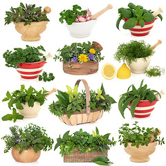 Image showing Herb Sampler