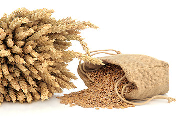 Image showing Spelt Wheat