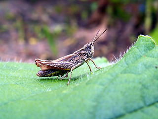 Image showing grasshopper