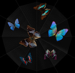 Image showing butterflies and spiderweb