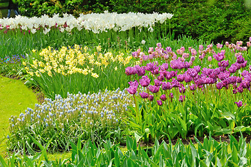 Image showing Tulips on field in spring time