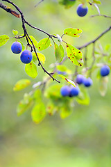Image showing Ripe plums on the tree