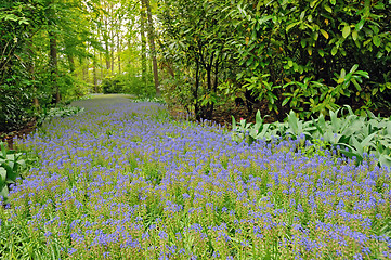 Image showing field of purple flowers