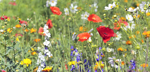 Image showing summer flowers on filed