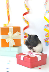 Image showing guinea pig and gifts