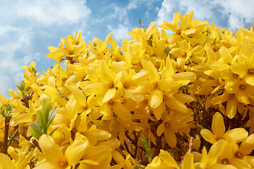 Image showing Blooming forthysia in spring against blue sky