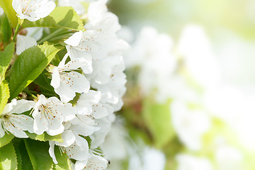 Image showing Blossoming apple garden in spring with very shallow focus