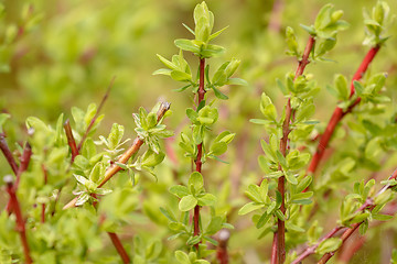 Image showing spring plant with blurred background