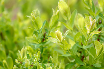 Image showing spring plant with blurred background
