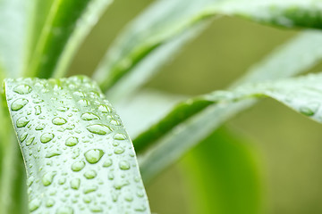 Image showing Green leaves with drops of water