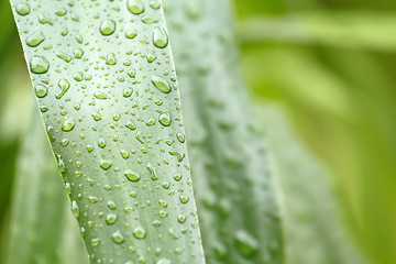 Image showing Green leaves with drops of water