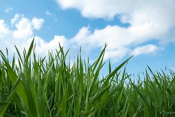 Image showing spring green grass field