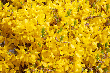 Image showing Yellow flower Forsythia