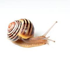 Image showing Garden snail