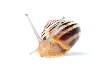 Image showing Garden snail