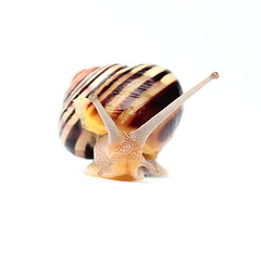 Image showing Garden snail