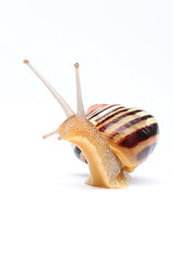 Image showing Garden snail