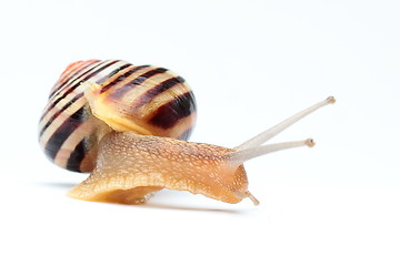 Image showing Garden snail