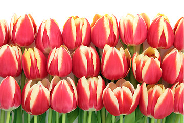 Image showing Tulip Flowers