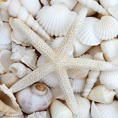 Image showing Starfish Beauty