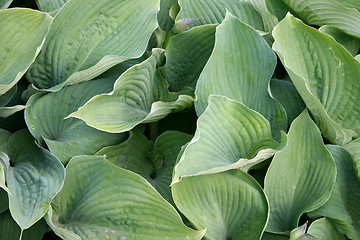 Image showing leaf