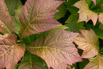 Image showing leaf