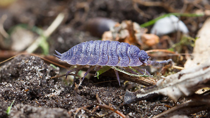 Image showing Pill bug walking