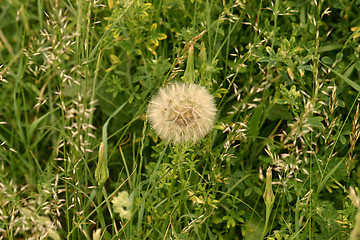 Image showing dandelion