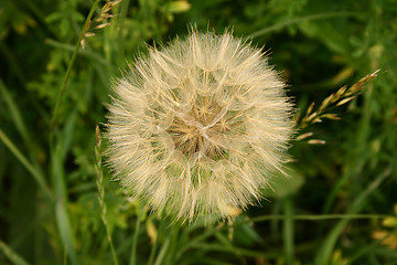 Image showing dandelion