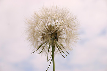 Image showing dandelion