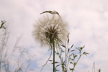 Image showing dandelion