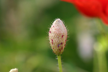 Image showing flower