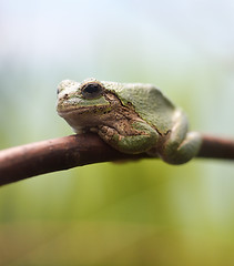Image showing Closeup Green Tree Frog