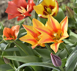 Image showing Colorful Tulips