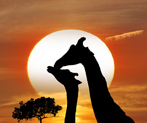 Image showing Silhouettes Of Giraffes 