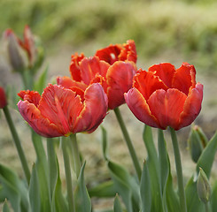 Image showing Red Tulips