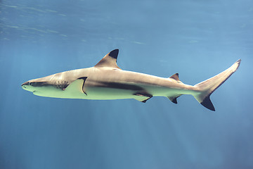 Image showing Floating shark