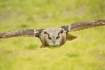 Image showing flying eagle owl 