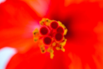 Image showing Red hibiscus, macro