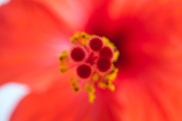 Image showing Red hibiscus, macro