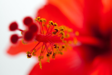 Image showing Red hibiscus, macro