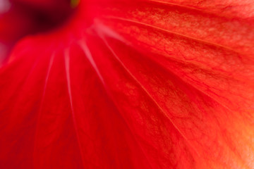 Image showing Red hibiscus, close-up