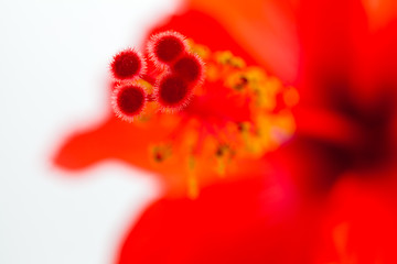 Image showing Red hibiscus, macro