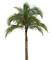 Image showing Palm tree on white background