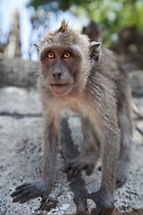 Image showing Macaca fascicularis