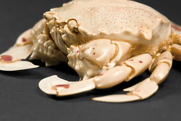 Image showing detail of a moon crab